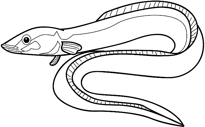 720X445 Electric Eel Coloring Pages - Eel Black And White, Transparent background PNG HD thumbnail