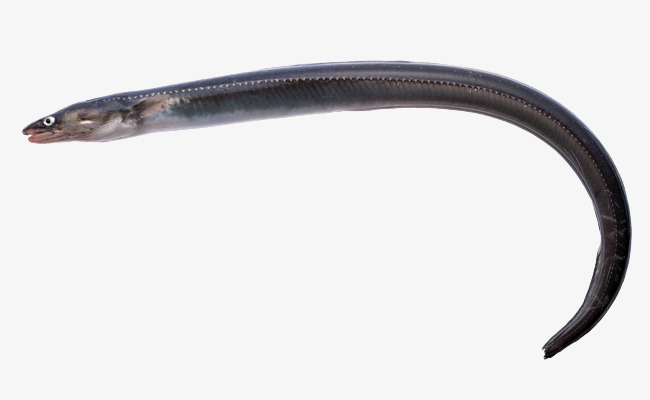 Black Seafood, Loach Fish, Seafood, Eel Free Png Image - Eel Black And White, Transparent background PNG HD thumbnail