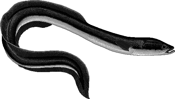 European Eel Anguilla Anguilla Clipart   /animals/aquatic/fish/e/eel /european_Eel__Anguilla_Anguilla_Clipart.png.html - Eel Black And White, Transparent background PNG HD thumbnail