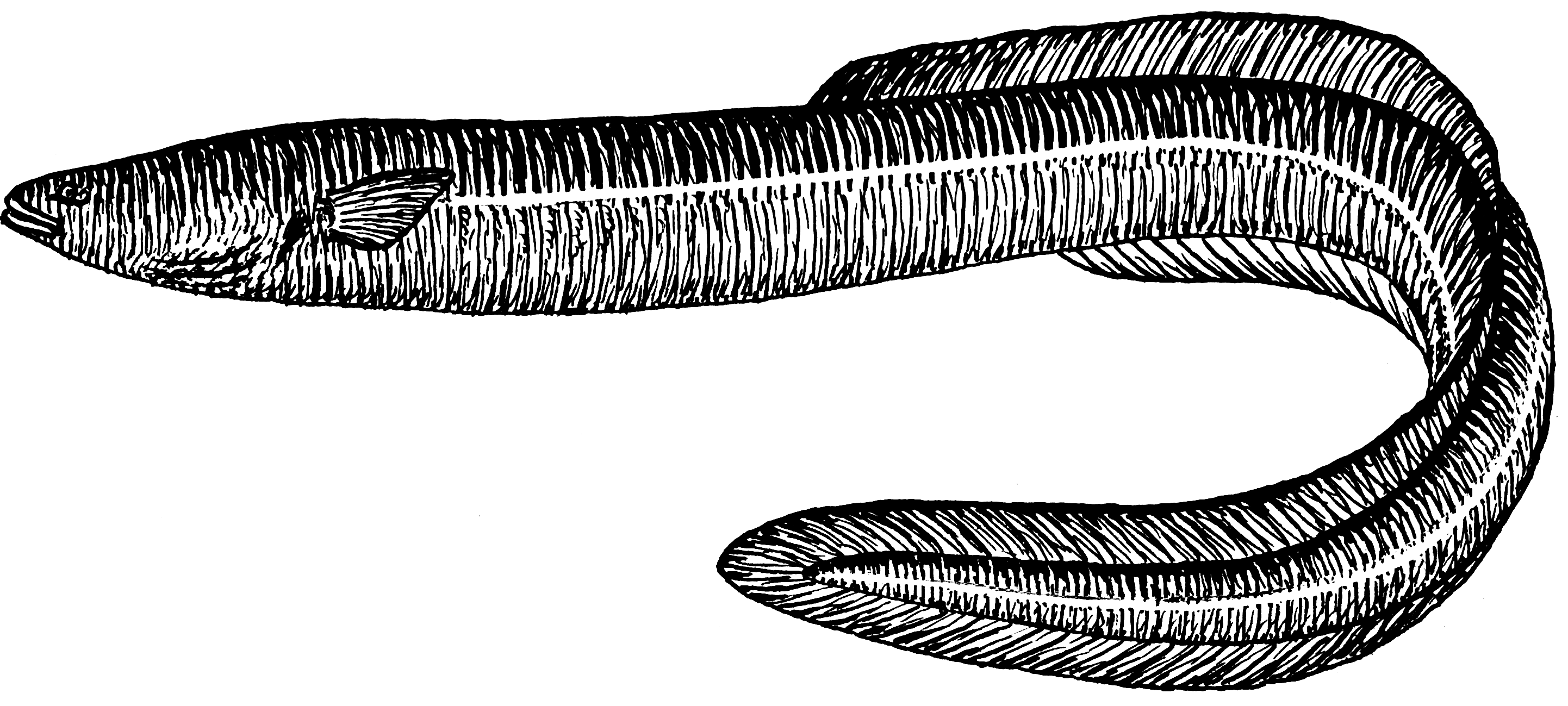 File:eel 003.png - Eel Black And White, Transparent background PNG HD thumbnail