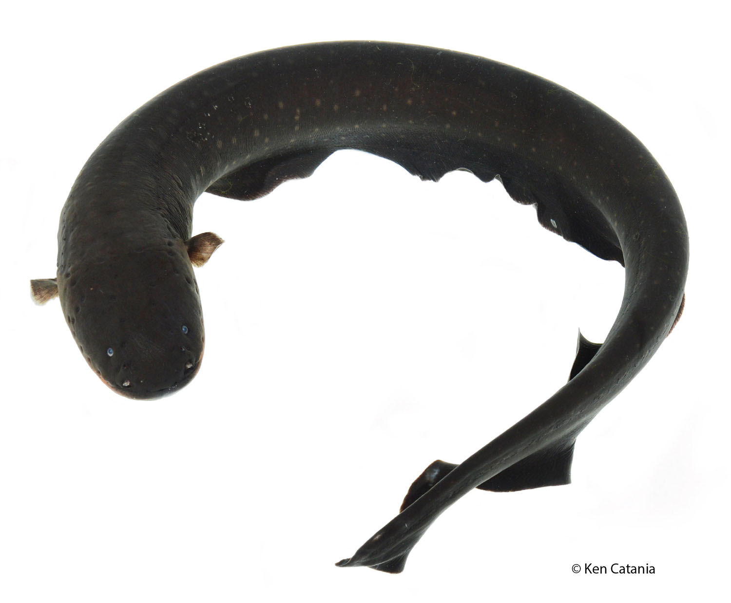 How An Electric Eel Is Like A Taser - Eel Black And White, Transparent background PNG HD thumbnail