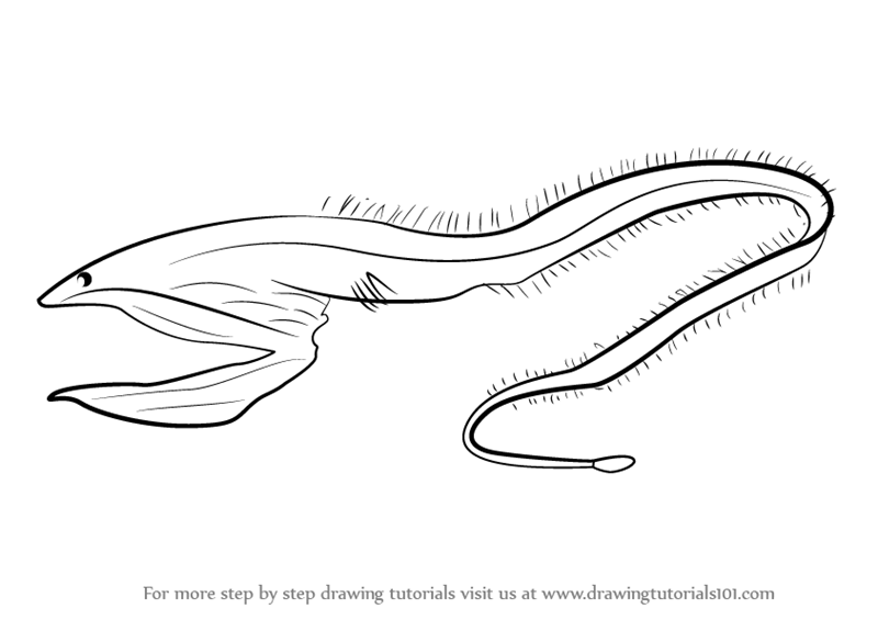 Learn How To Draw A Pelican Eel (Fishes) Step By Step : Drawing Tutorials - Eel Black And White, Transparent background PNG HD thumbnail