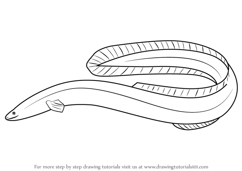 Learn How To Draw An American Eel (Fishes) Step By Step : Drawing Tutorials - Eel Black And White, Transparent background PNG HD thumbnail