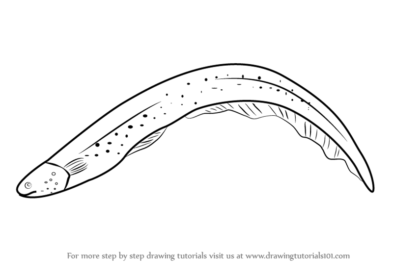 Learn How To Draw An Electric Eel (Fishes) Step By Step : Drawing Tutorials - Eel Black And White, Transparent background PNG HD thumbnail