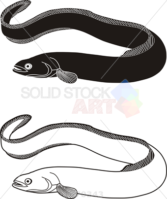 Stock Illustration Of Black And White Vector Cartoon Eels On White Vertical - Eel Black And White, Transparent background PNG HD thumbnail