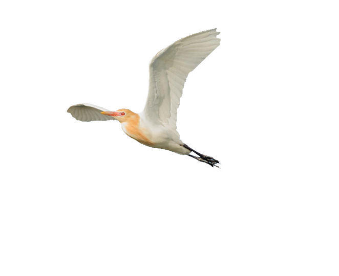 Heron Little egret Great egre