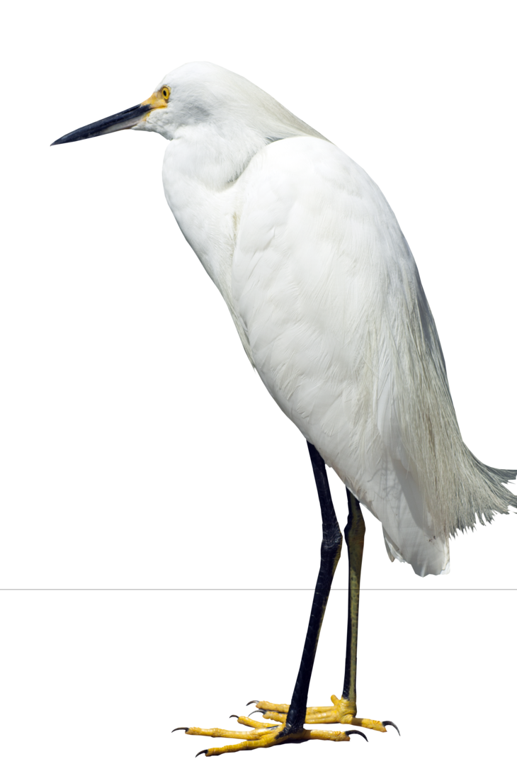 Egret, Bird, White, Animal Fr