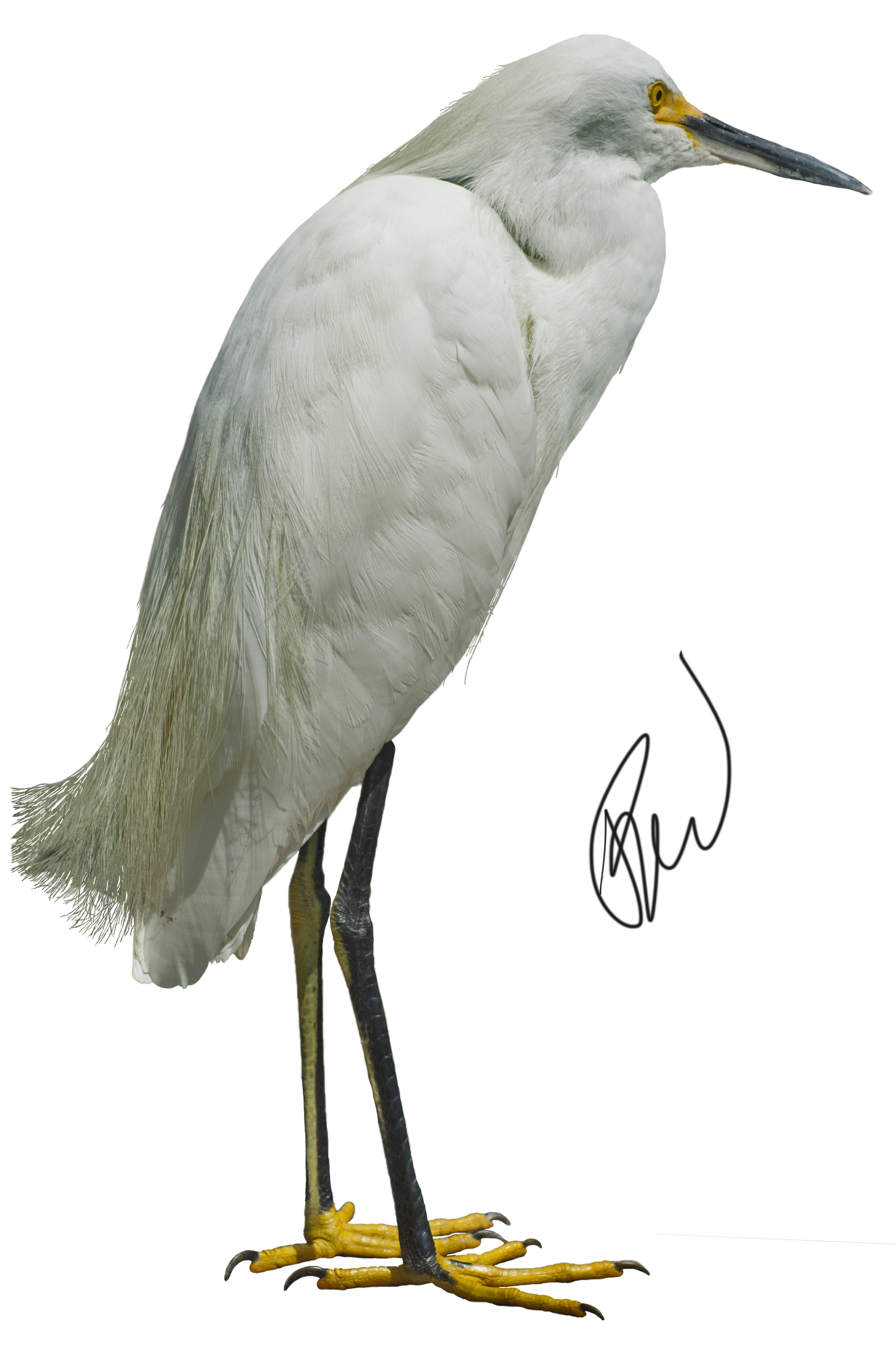 Egret By Luguerdxis Egret By Luguerdxis - Egret, Transparent background PNG HD thumbnail