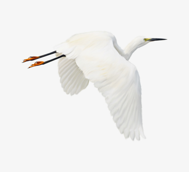 Flying egret, Egret, Xiamen C