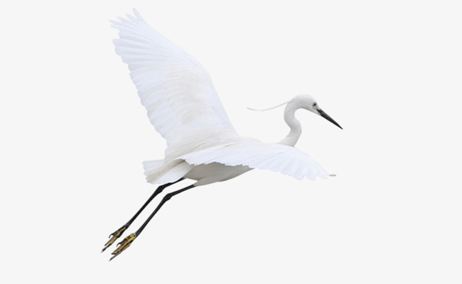 Flying Egret, Egret, Xiamen City, Bird Png Image And Clipart - Egret, Transparent background PNG HD thumbnail