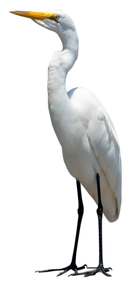Egret, Bird, White, Animal Fr