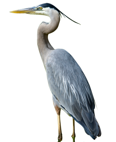 Heron 39 - Egret, Transparent background PNG HD thumbnail