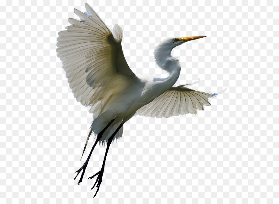 Heron Egret Bird Crane Clip Art   Macaw - Egret, Transparent background PNG HD thumbnail