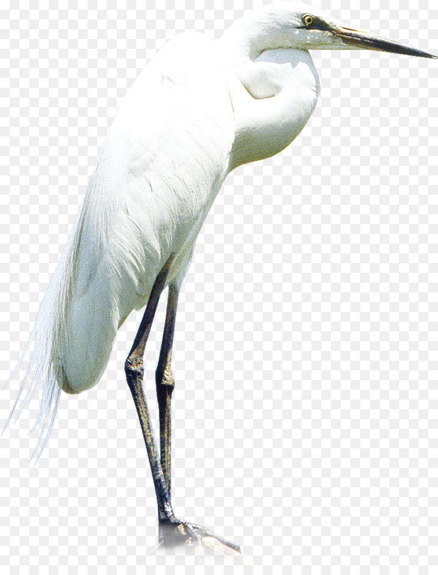 Heron Little Egret Great Egret   Crane - Egret, Transparent background PNG HD thumbnail
