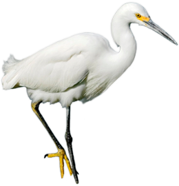 Image Not Available - Egret, Transparent background PNG HD thumbnail