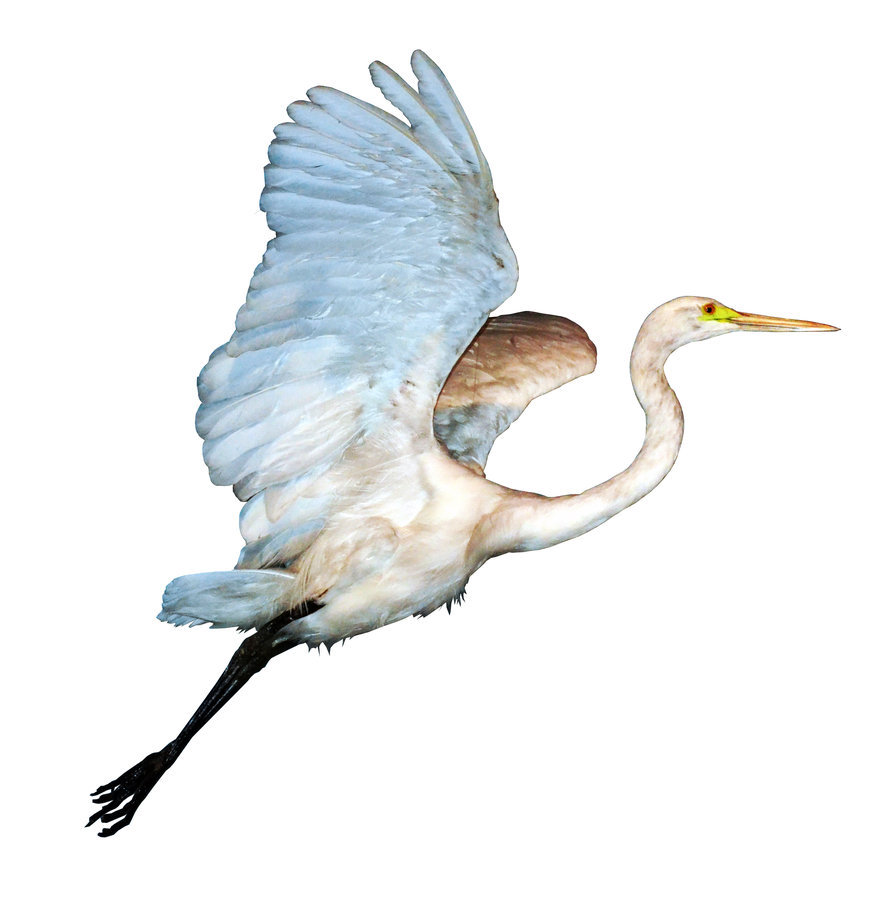 White Heron In Flight Png Stock By Jojo22 Hdpng.com  - Egret, Transparent background PNG HD thumbnail