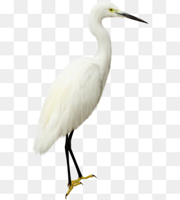 Egret, Egret, Bird, Asuka PNG