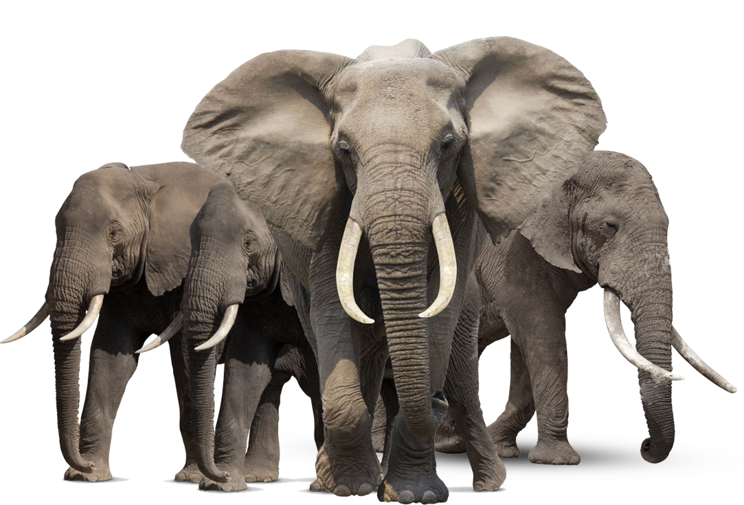 Animal Elephant Family Png Image #43238 - Elephant, Transparent background PNG HD thumbnail
