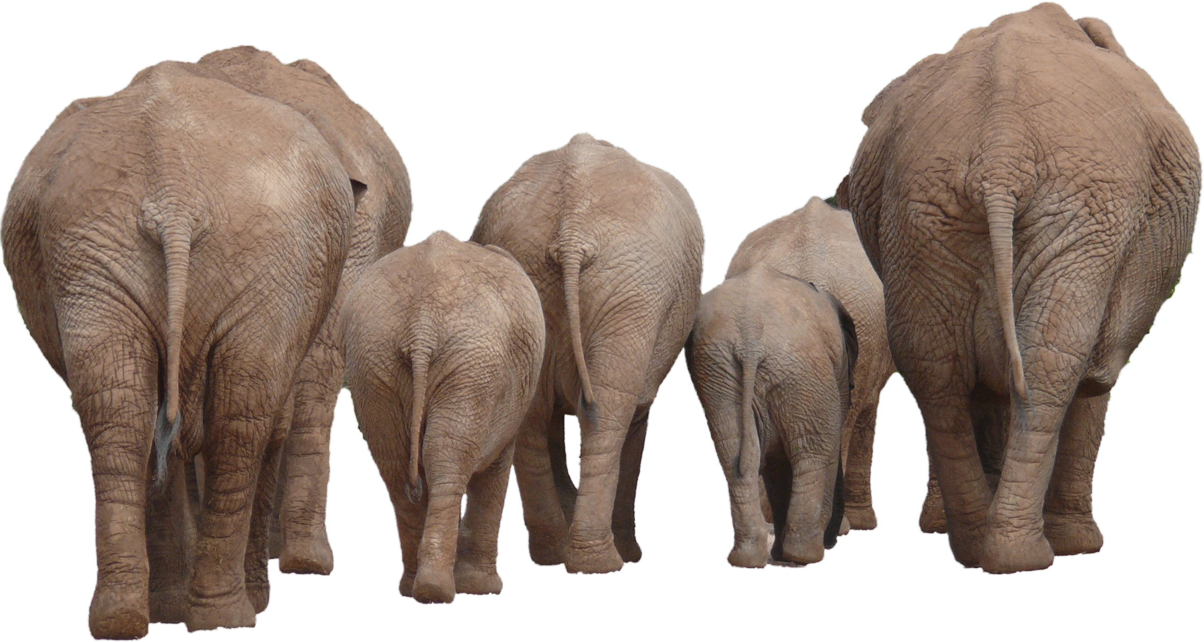 Elephant Group Png Image - Elephant, Transparent background PNG HD thumbnail
