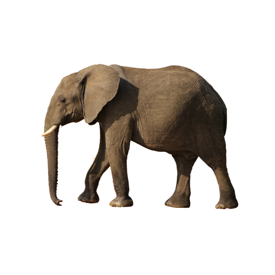 Elephant Png - Elephant, Transparent background PNG HD thumbnail