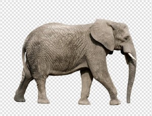Elephant Png Image - Elephant, Transparent background PNG HD thumbnail