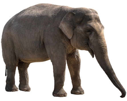 Elephant - Elephant, Transparent background PNG HD thumbnail