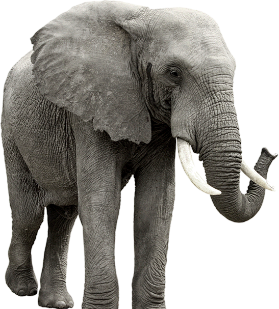 Elephant Png - Elephant, Transparent background PNG HD thumbnail