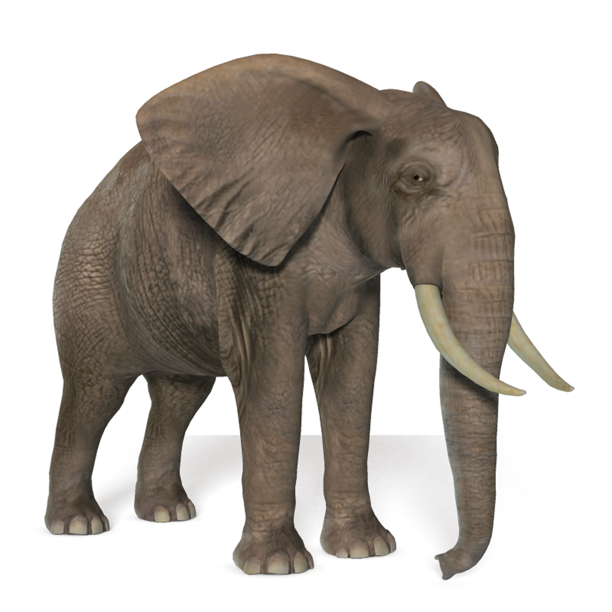 Elephant Png Image - Elephant, Transparent background PNG HD thumbnail