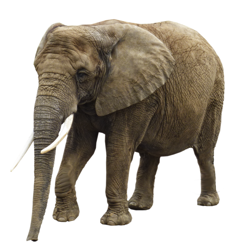 Elephant PNG - Elephant PNG