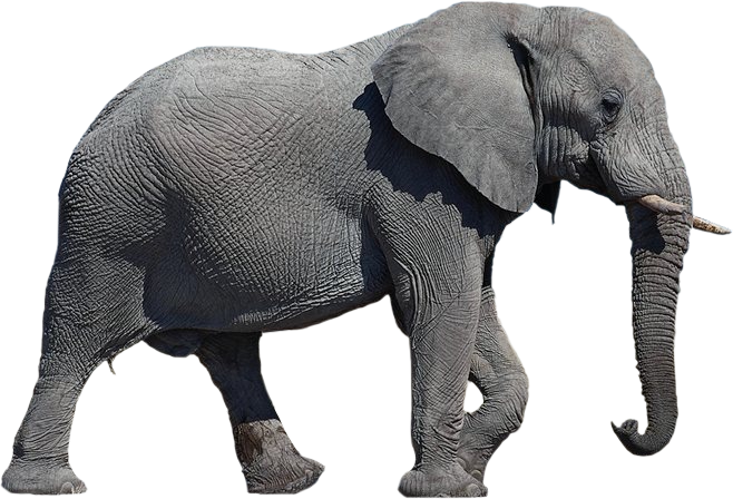 Elephant Transparent Background - Elephant, Transparent background PNG HD thumbnail