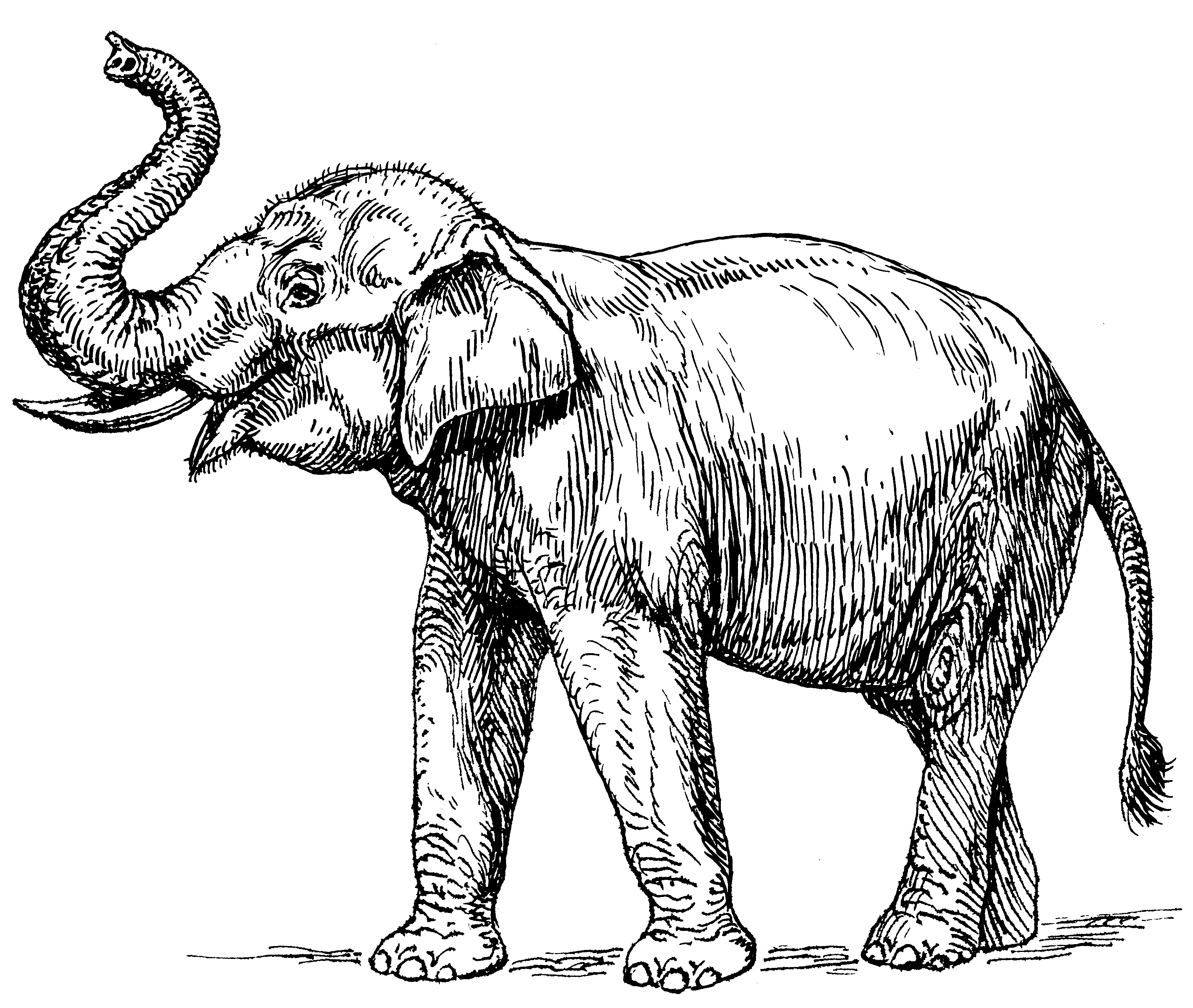 3060X2588 Fileindian Elephant 001.png - Elephant Outline, Transparent background PNG HD thumbnail