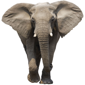 Elephant Png - Elephant Outline, Transparent background PNG HD thumbnail