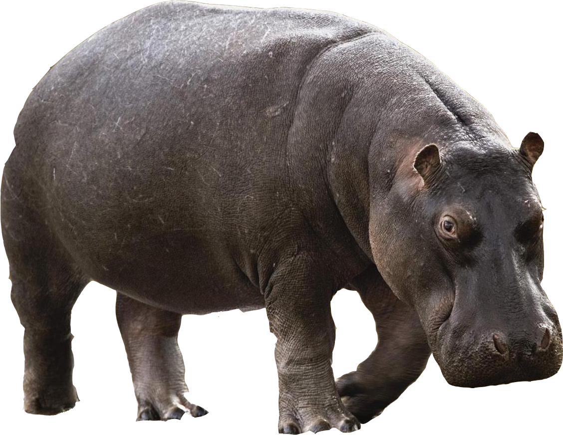 Hippo Png - Elephant Outline, Transparent background PNG HD thumbnail