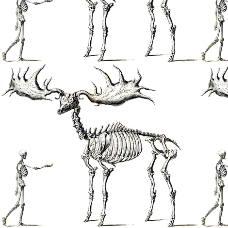 Skulls Bones Skeletons Anatomy Gothic Death Vintage Monochrome Black White Antique Humans Adults Moose Deer Animals - Elk Black And White, Transparent background PNG HD thumbnail