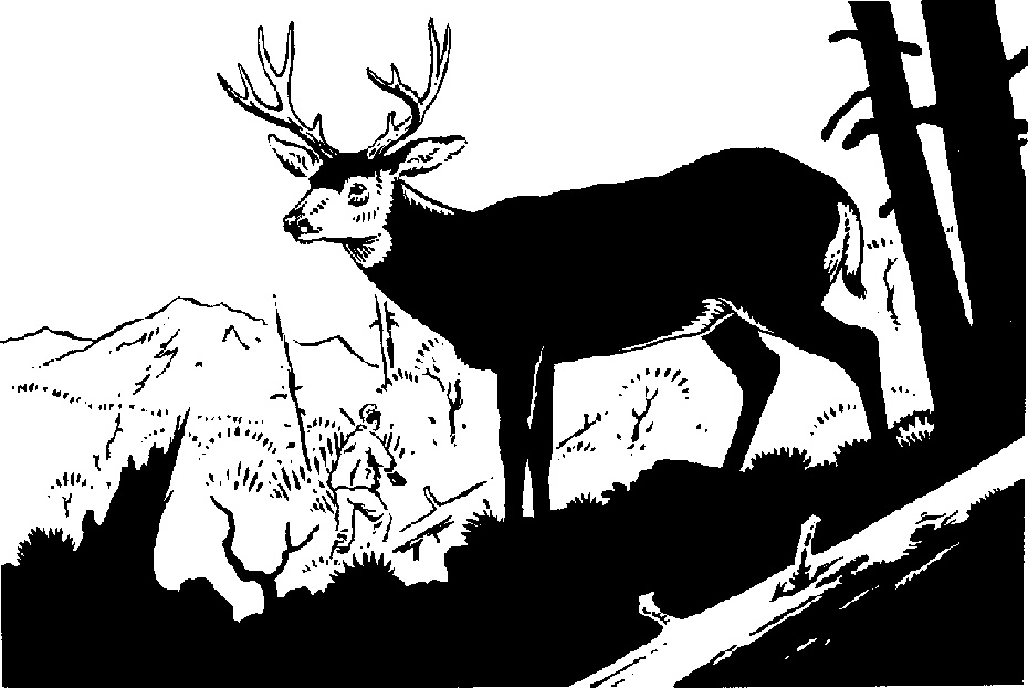 Wild Elk. « » - Elk Black And White, Transparent background PNG HD thumbnail