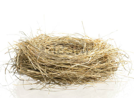 Empty Nest: Empty Birds Nest Isolated On White Background - Empty Nest, Transparent background PNG HD thumbnail