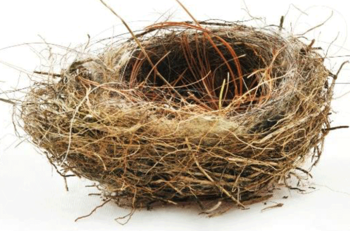 Empty Nest Png - Upcoming Empty Nester Events, Transparent background PNG HD thumbnail