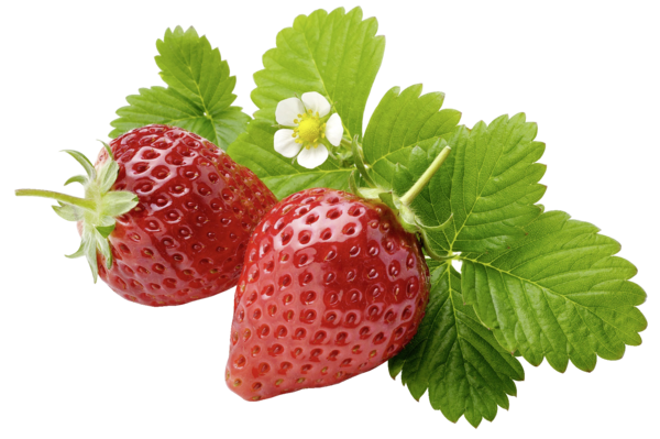 Aus Der Kategorie Beerenobst - Erdbeeren, Transparent background PNG HD thumbnail
