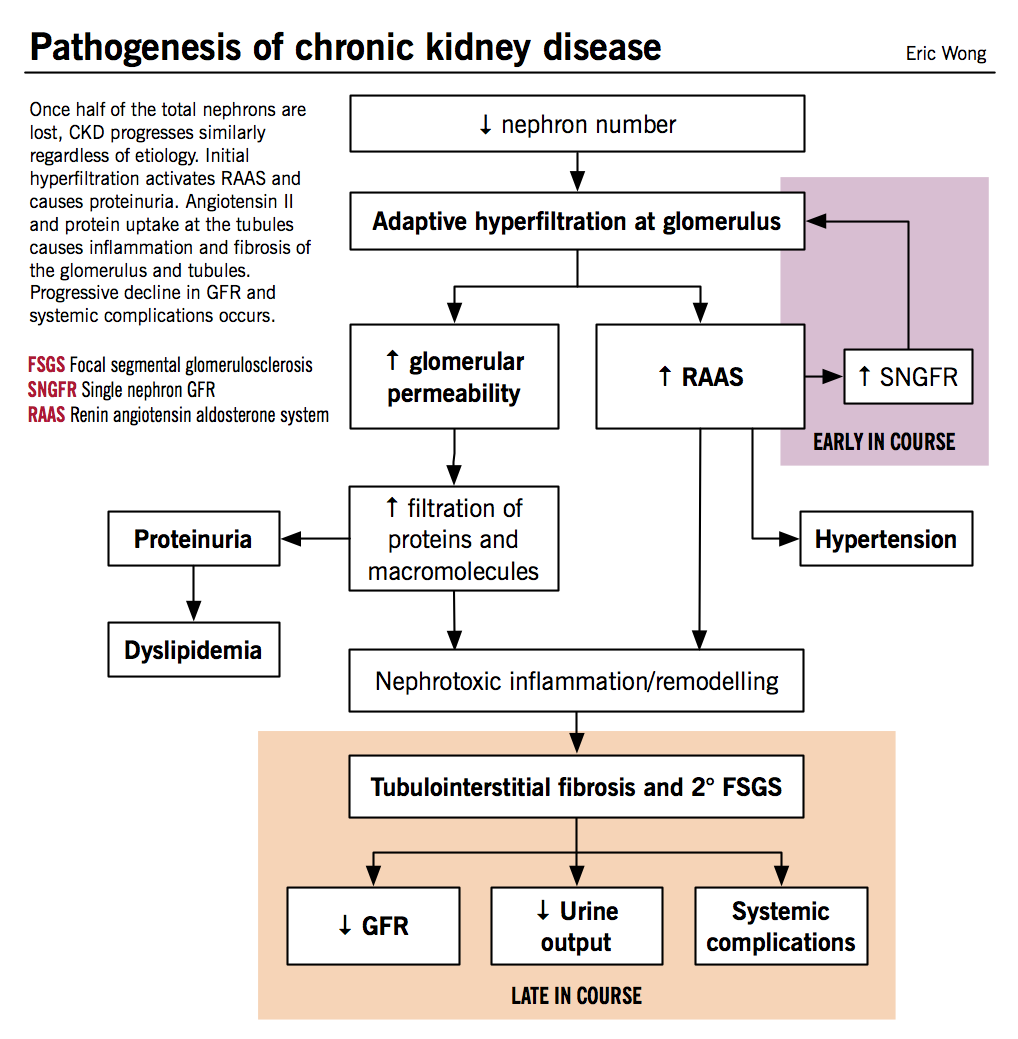 CKD.png, Etiology PNG - Free PNG