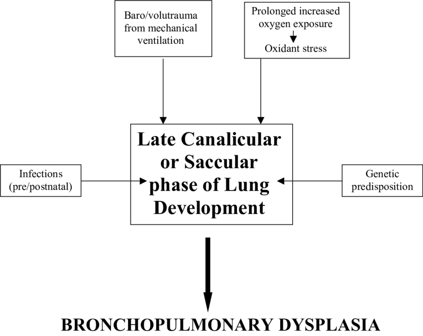 Multifactorial Etiology Of Bronchopulmonary Dysplasia. - Etiology, Transparent background PNG HD thumbnail