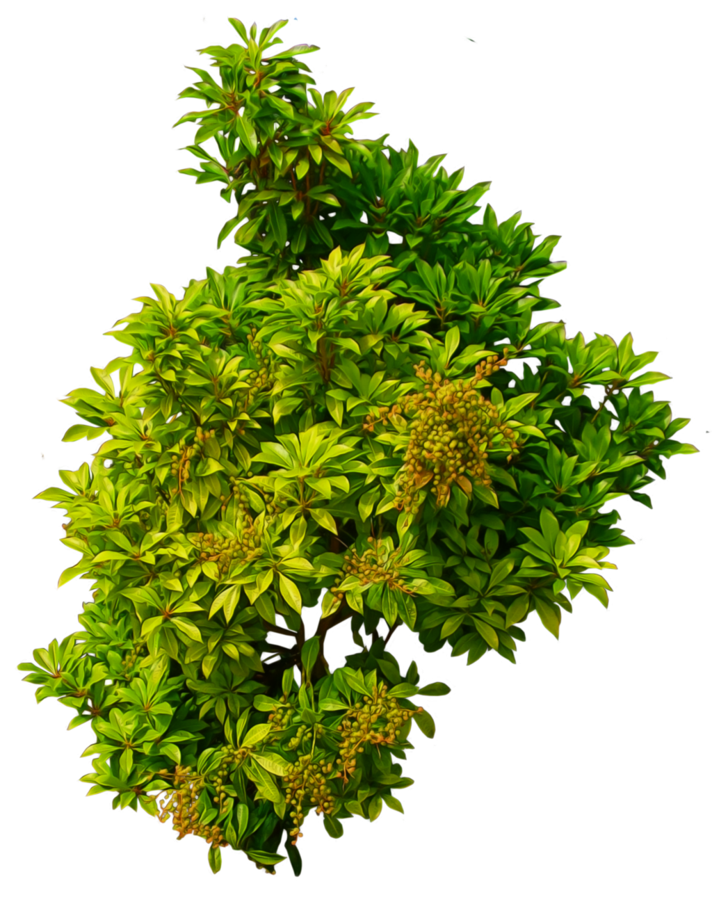 Bush Png Image - Evergreen Tree, Transparent background PNG HD thumbnail