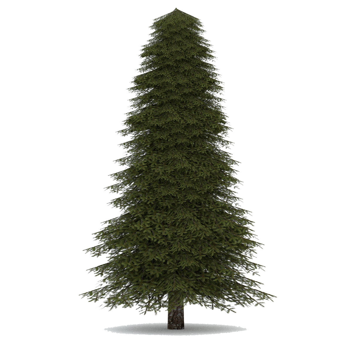 Download Fir Tree Png Images Transparent Gallery. Advertisement - Evergreen Tree, Transparent background PNG HD thumbnail