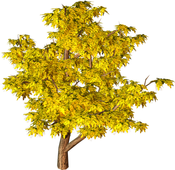 Yellow Fall Tree Png Clipart - Evergreen Tree, Transparent background PNG HD thumbnail