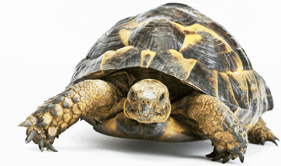 Exotic Animal Vet - Tortoise, Transparent background PNG HD thumbnail