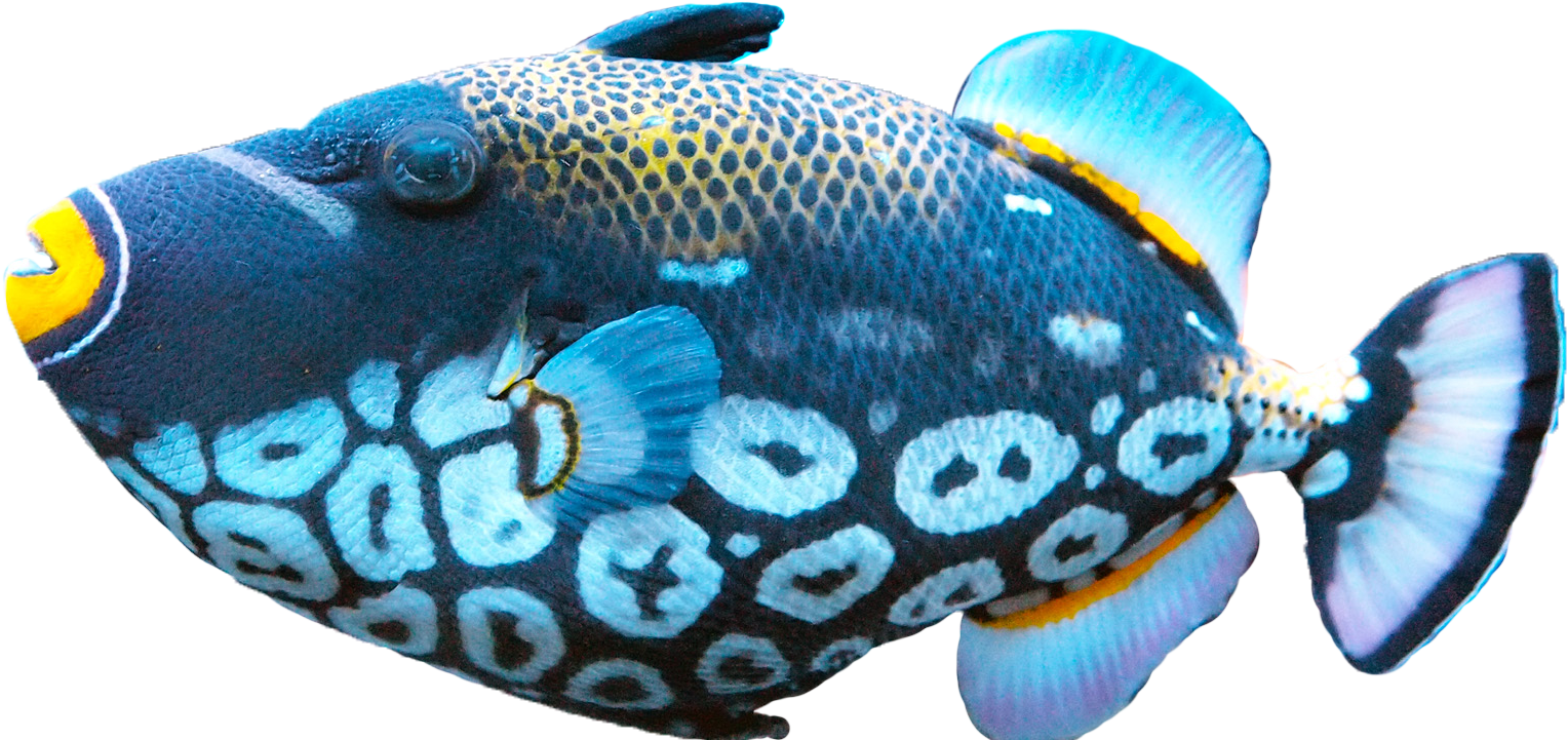 Exotice Blue Fish Png Image #41470 - Fish, Transparent background PNG HD thumbnail