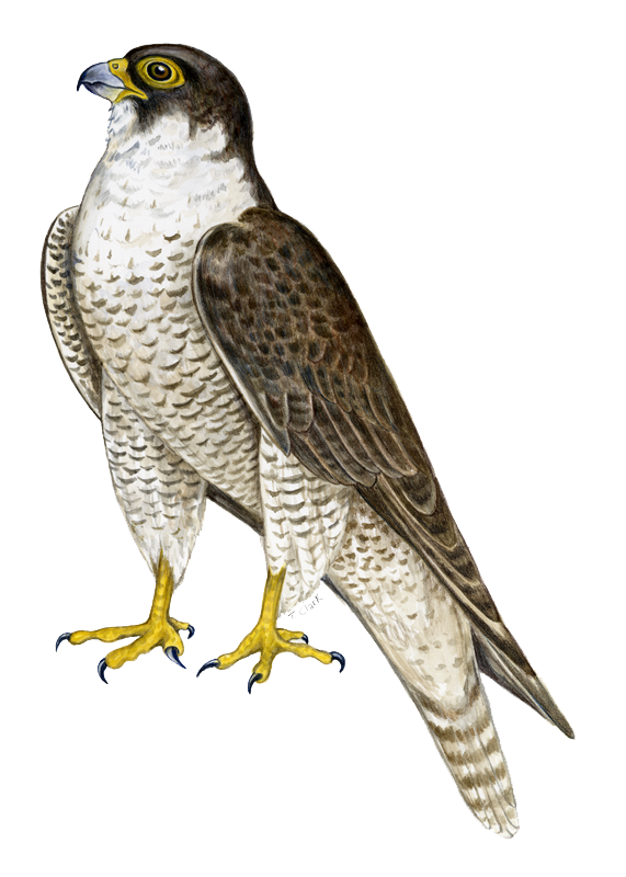 Download Png Image   Falcon Png - Falcon, Transparent background PNG HD thumbnail