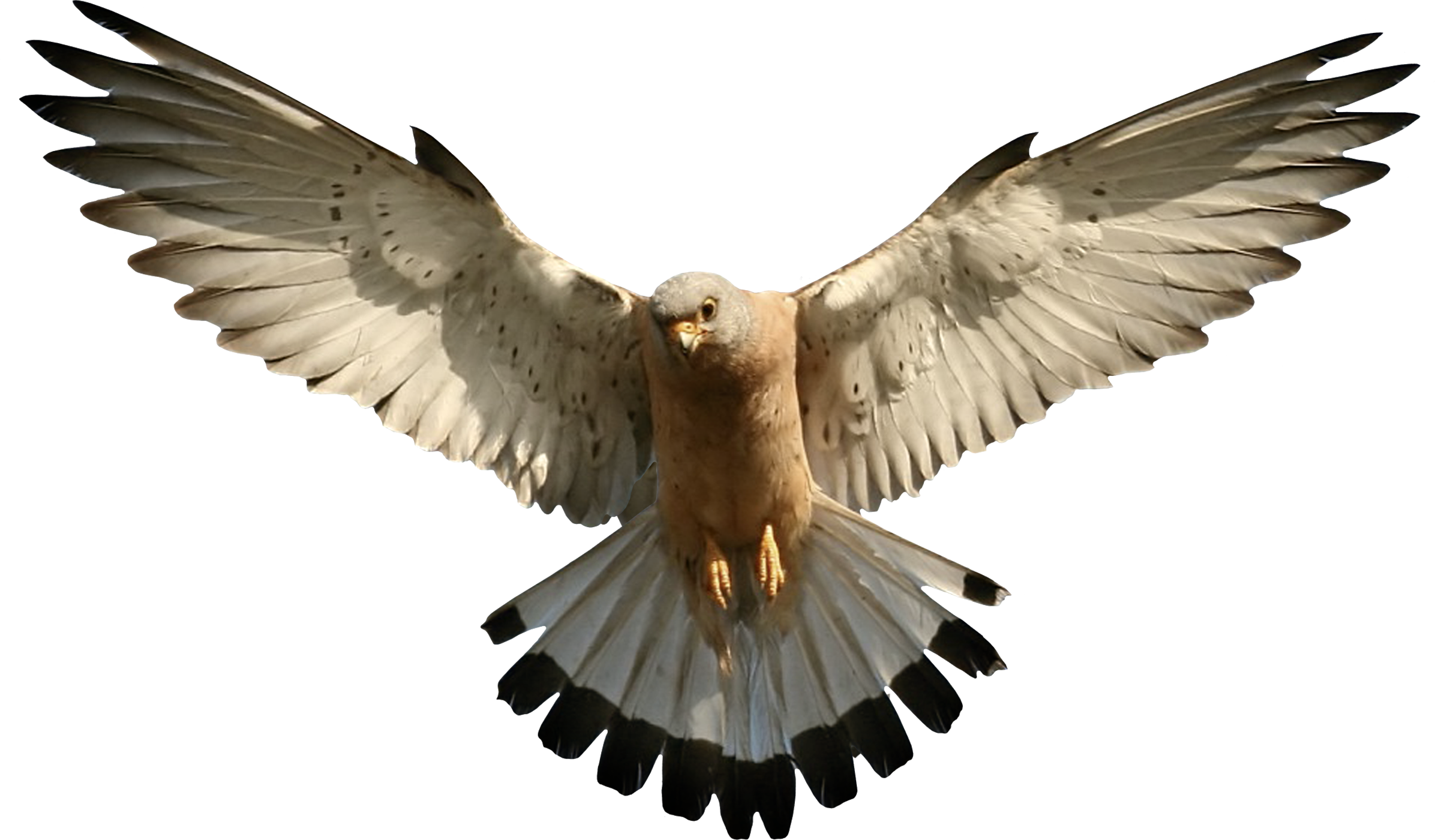 Falcon Picture Png Image - Falcon, Transparent background PNG HD thumbnail