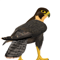 Falcon Free Png Image Png Image - Falcon, Transparent background PNG HD thumbnail