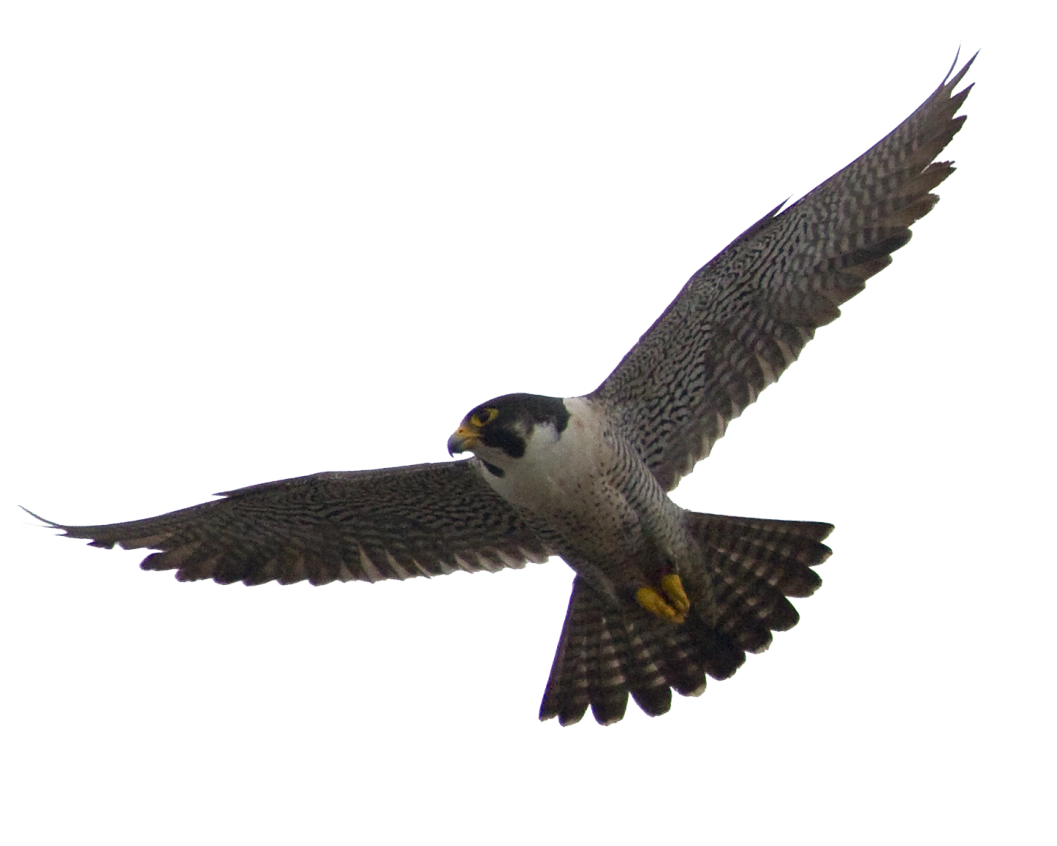 Falcon PNG Photos