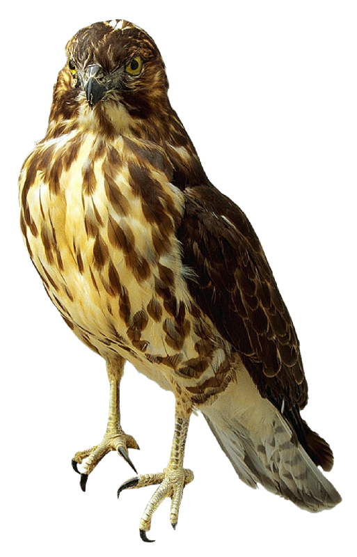 Falcon PNG, Falcon PNG - Free PNG